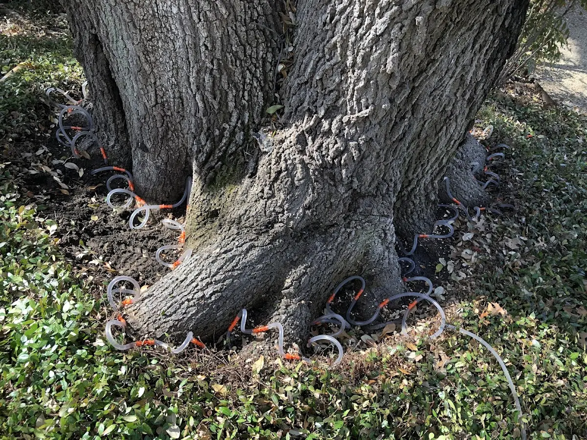 Detailed Tree Cabling and Bracing job site in Cathedral City