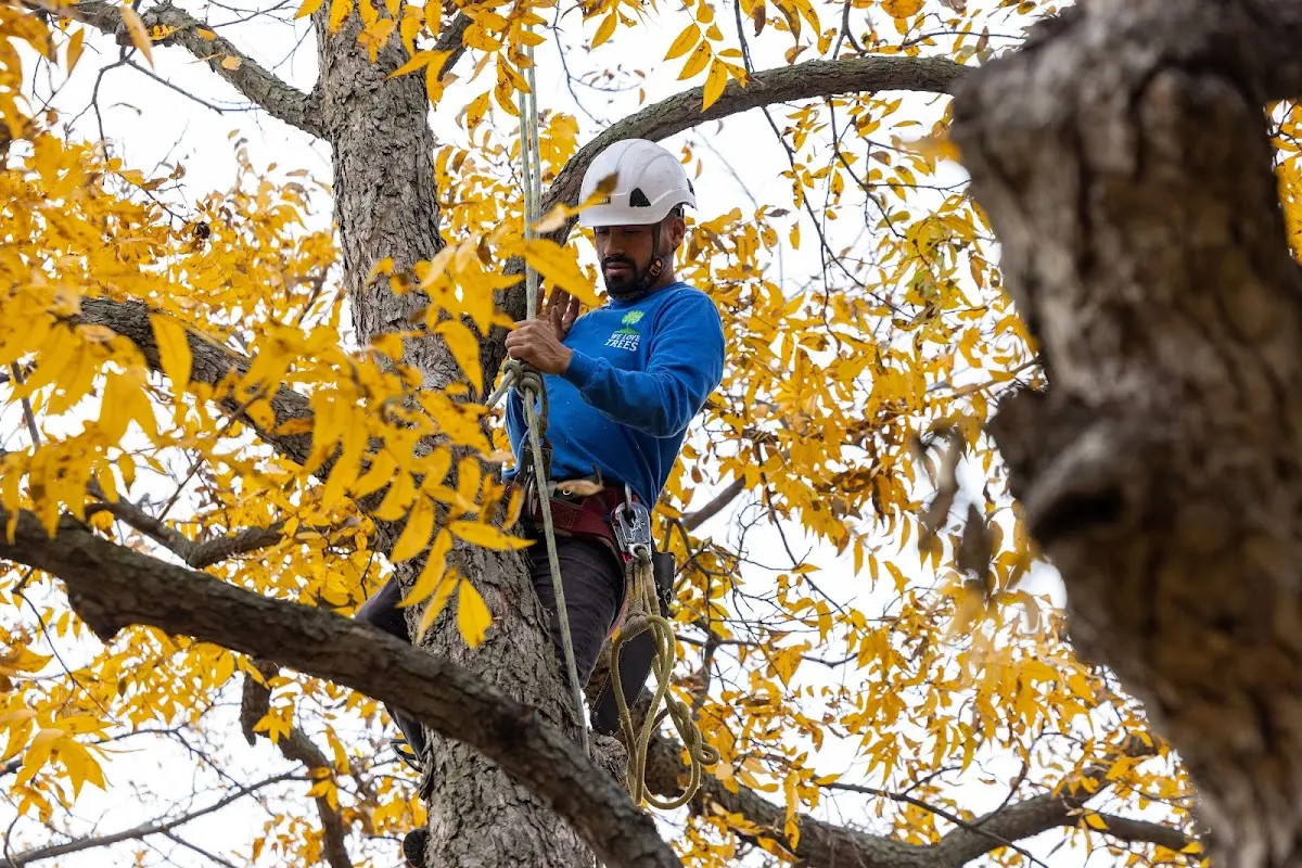 Skilled Tree Pruning crew working in Cathedral City